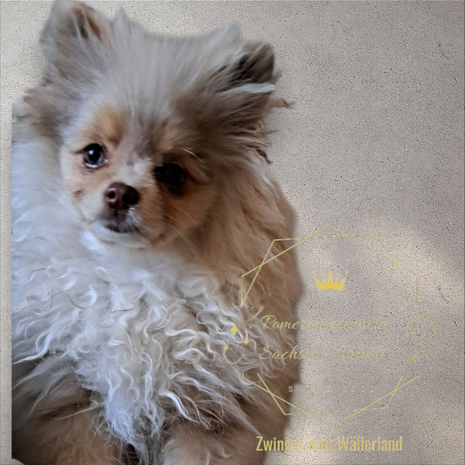 Pomeranianzucht - Hunderasse - Charly