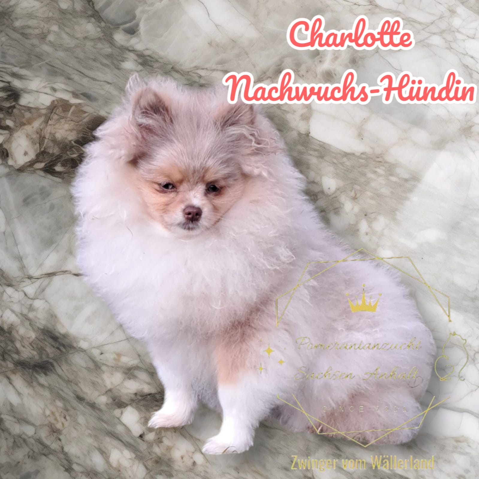 Pomeranianzucht - Hunderasse - Hündin Sharlotte 