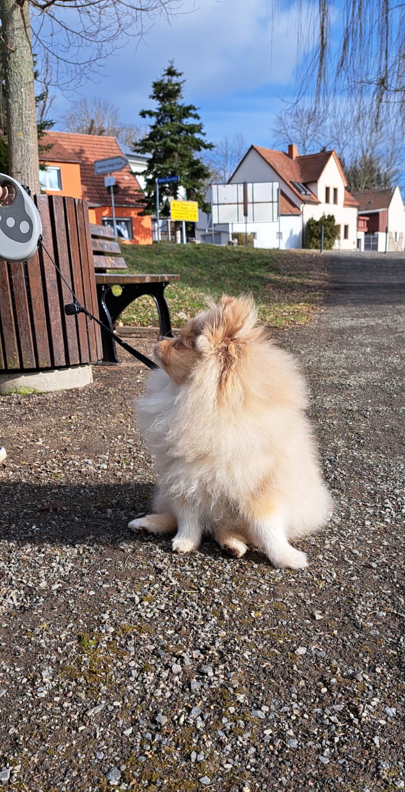 Pomeranianzucht - Hunderasse - Charly