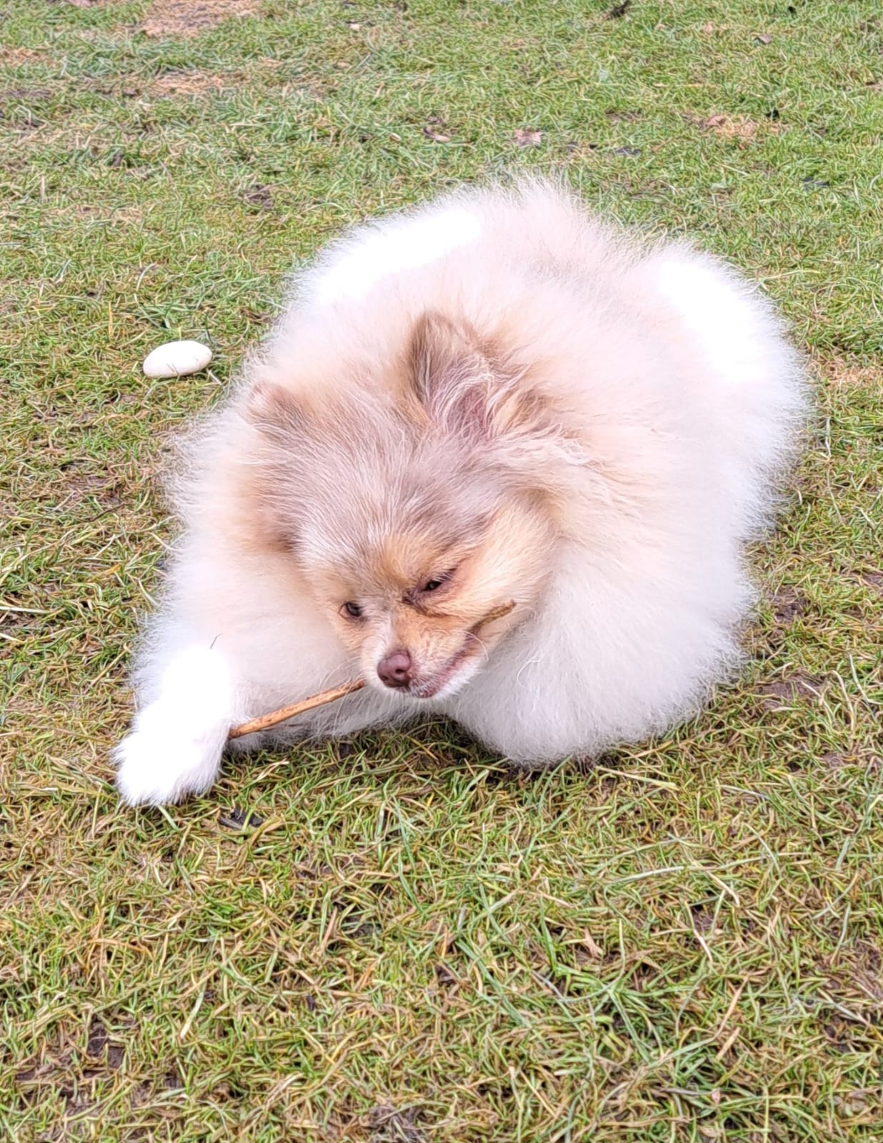 Pomeranianzucht - Hunderasse - Charly