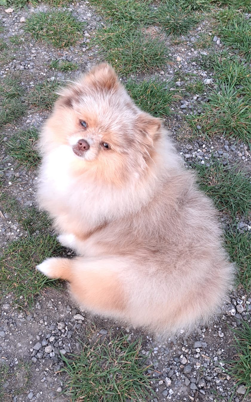 Pomeranianzucht - Hunderasse - Charly