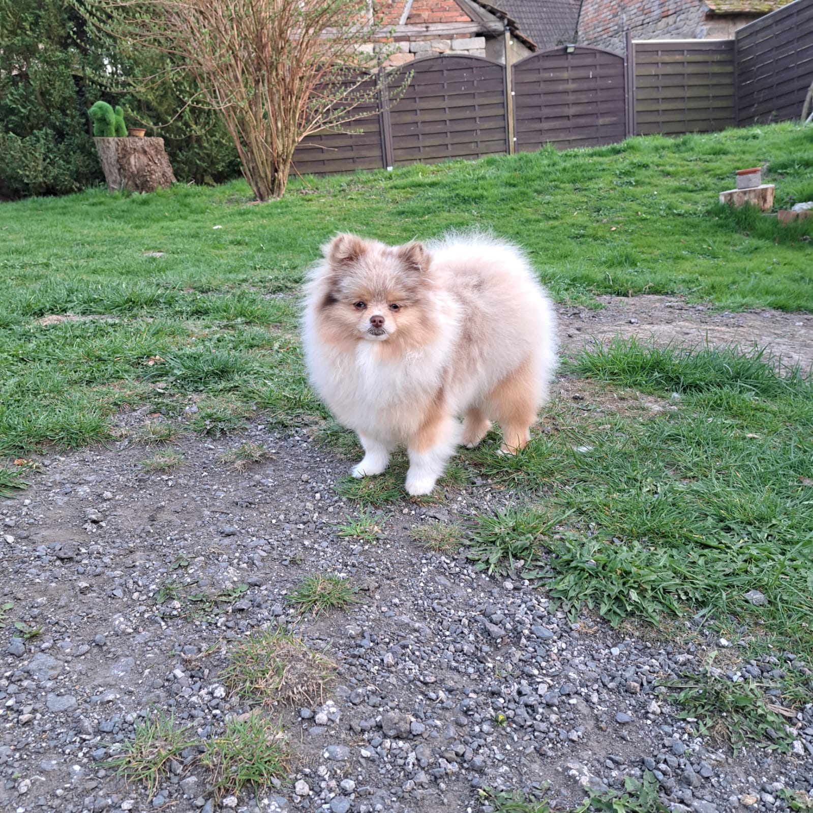 Pomeranianzucht - Hunderasse - Charly