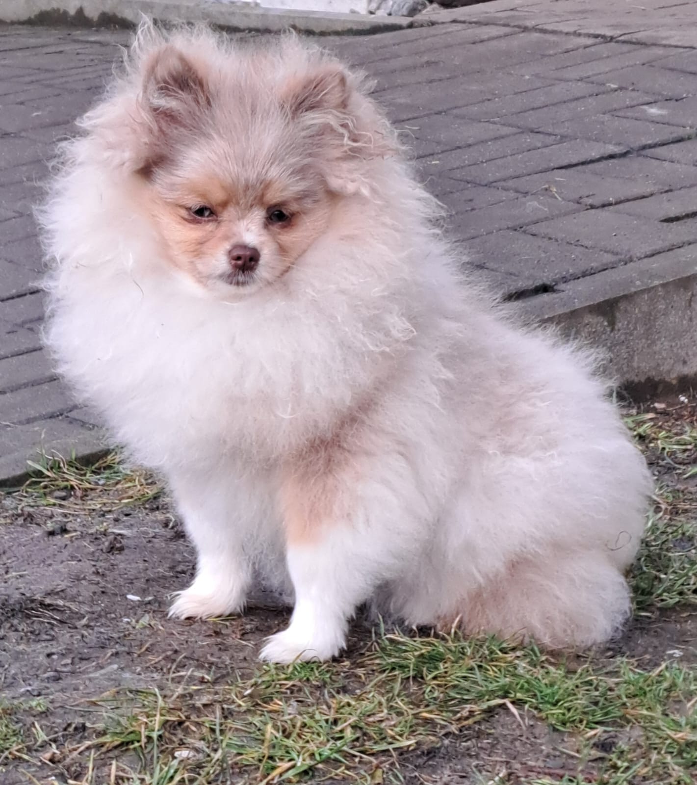 Pomeranianzucht - Hunderasse - Charly