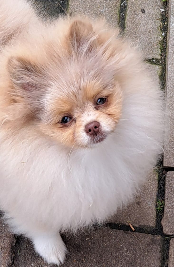 Pomeranianzucht - Hunderasse - Charly