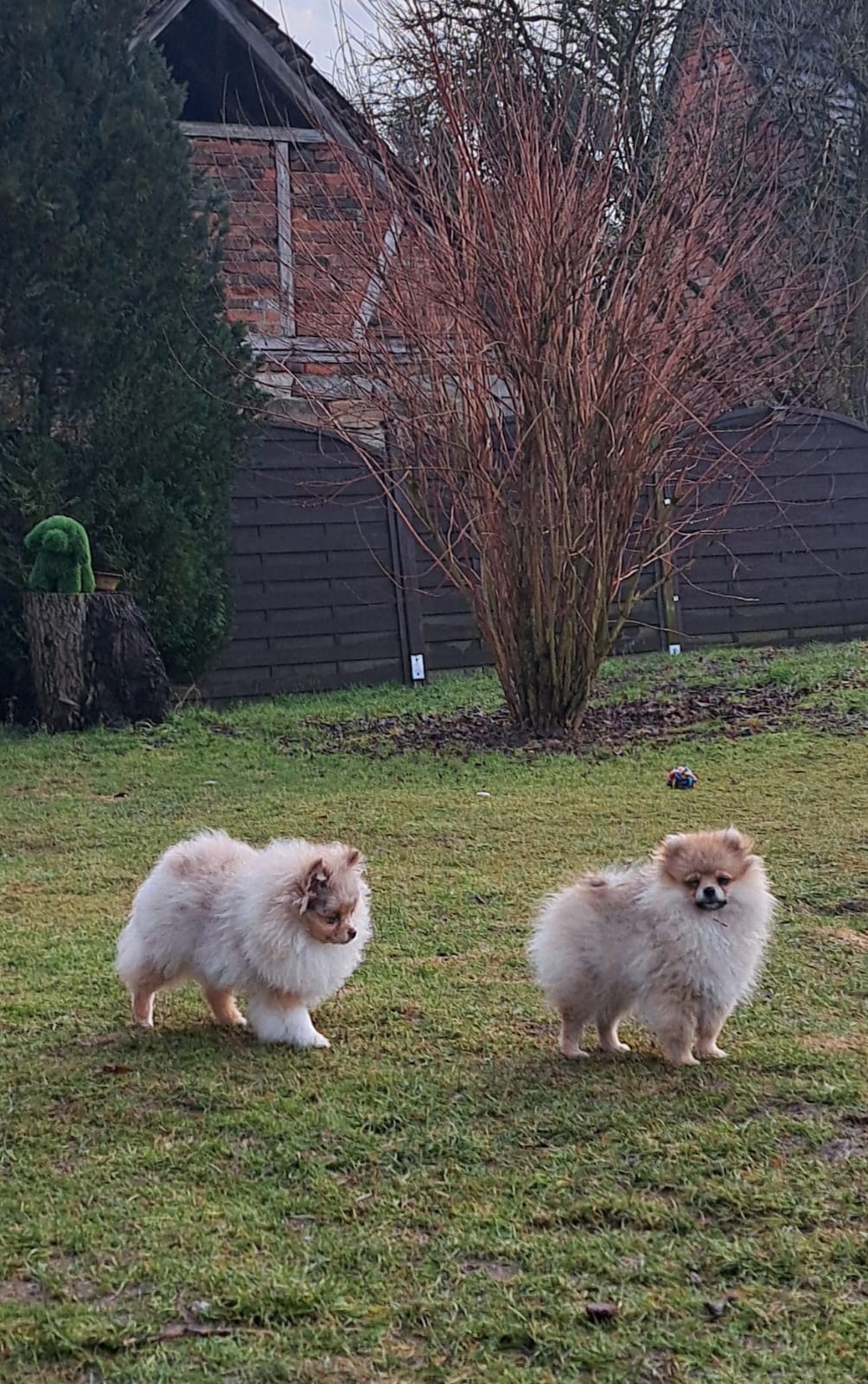 Pomeranianzucht - Hunderasse - Charly