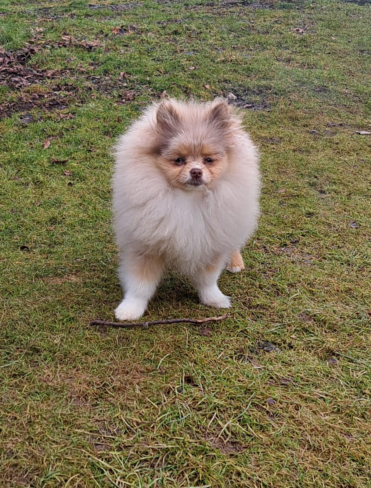 Pomeranianzucht - Hunderasse - Charly