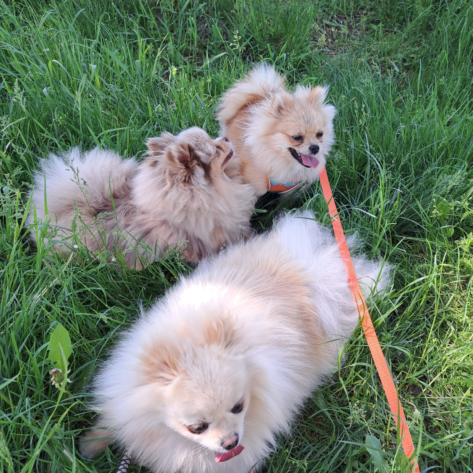 Pomeranianzucht - Hunderasse - Charly