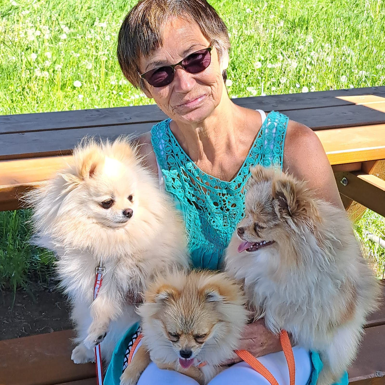 Pomeranianzucht - Hunderasse - Charly