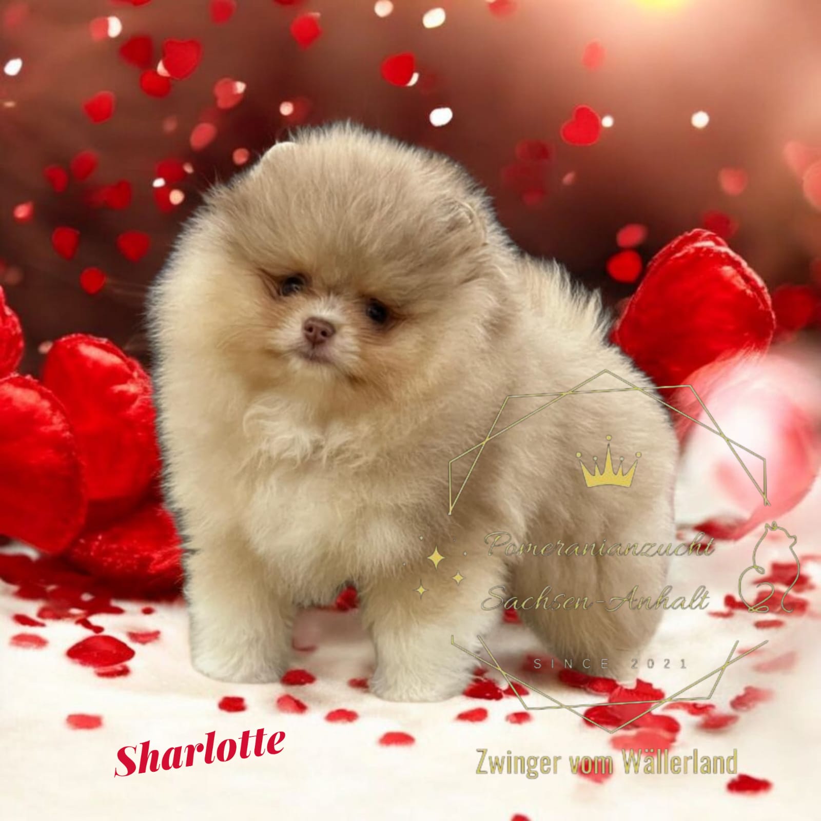 Pomeranianzucht - Hunderasse - Charly