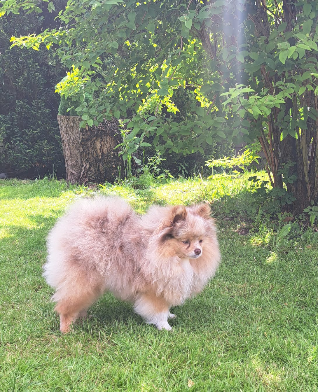 Pomeranianzucht - Hunderasse - Charly