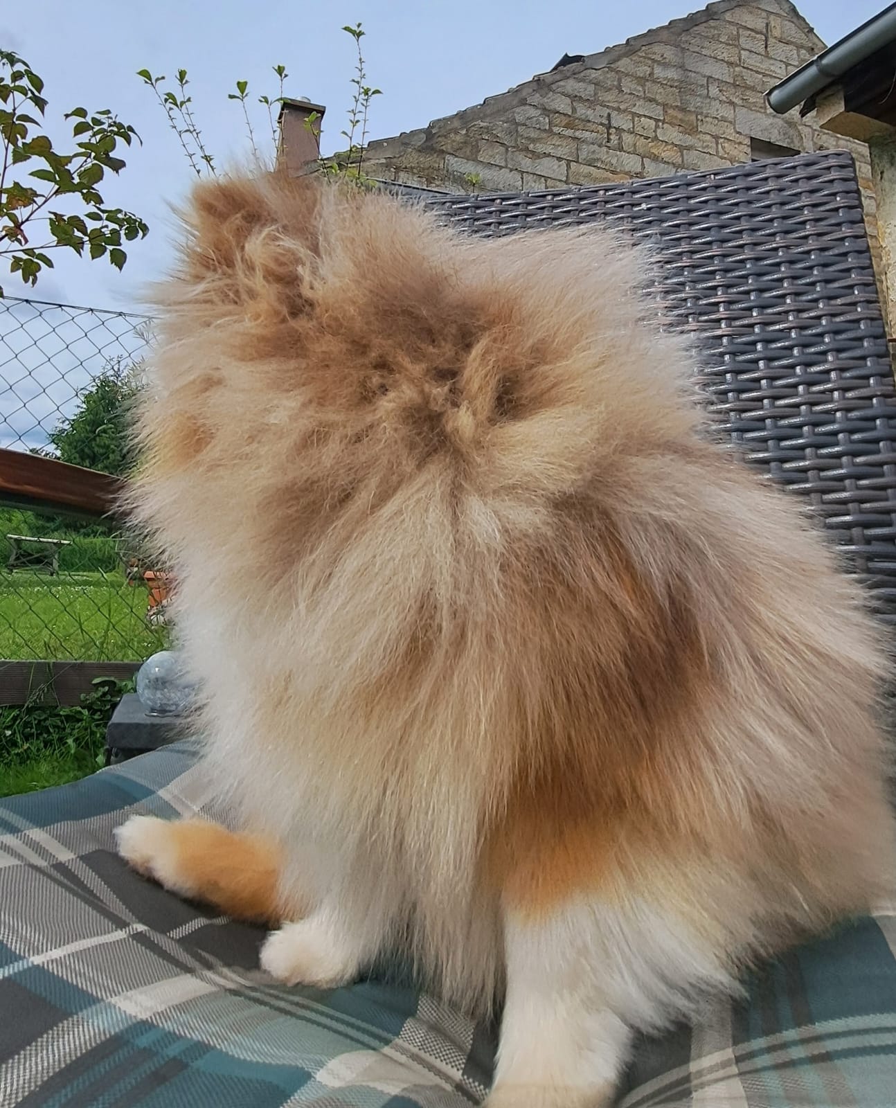 Pomeranianzucht - Hunderasse - Charly