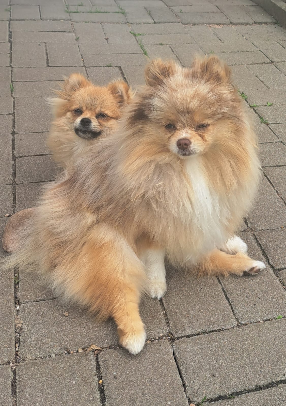 Pomeranianzucht - Hunderasse - Charly