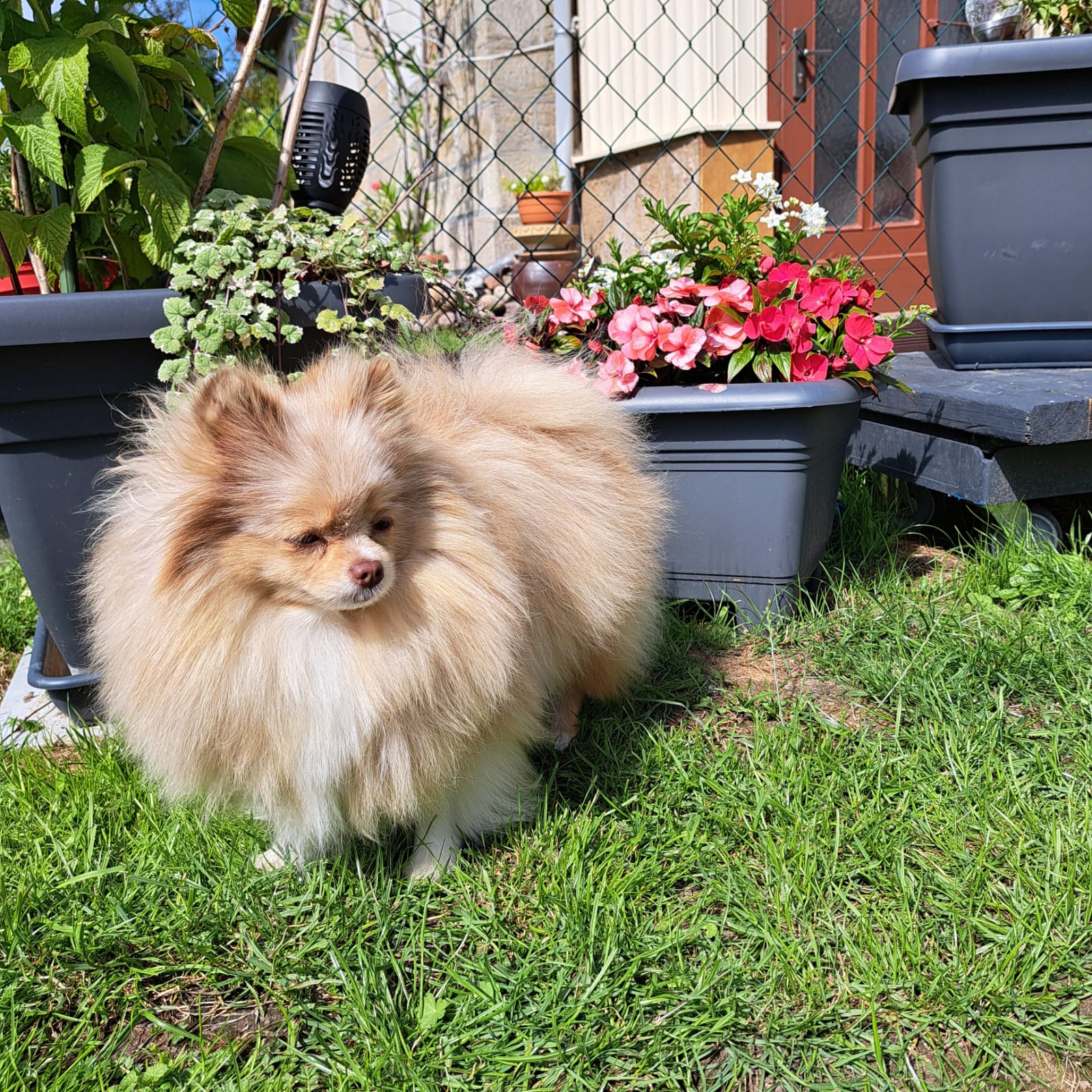 Pomeranianzucht - Hunderasse - Charly