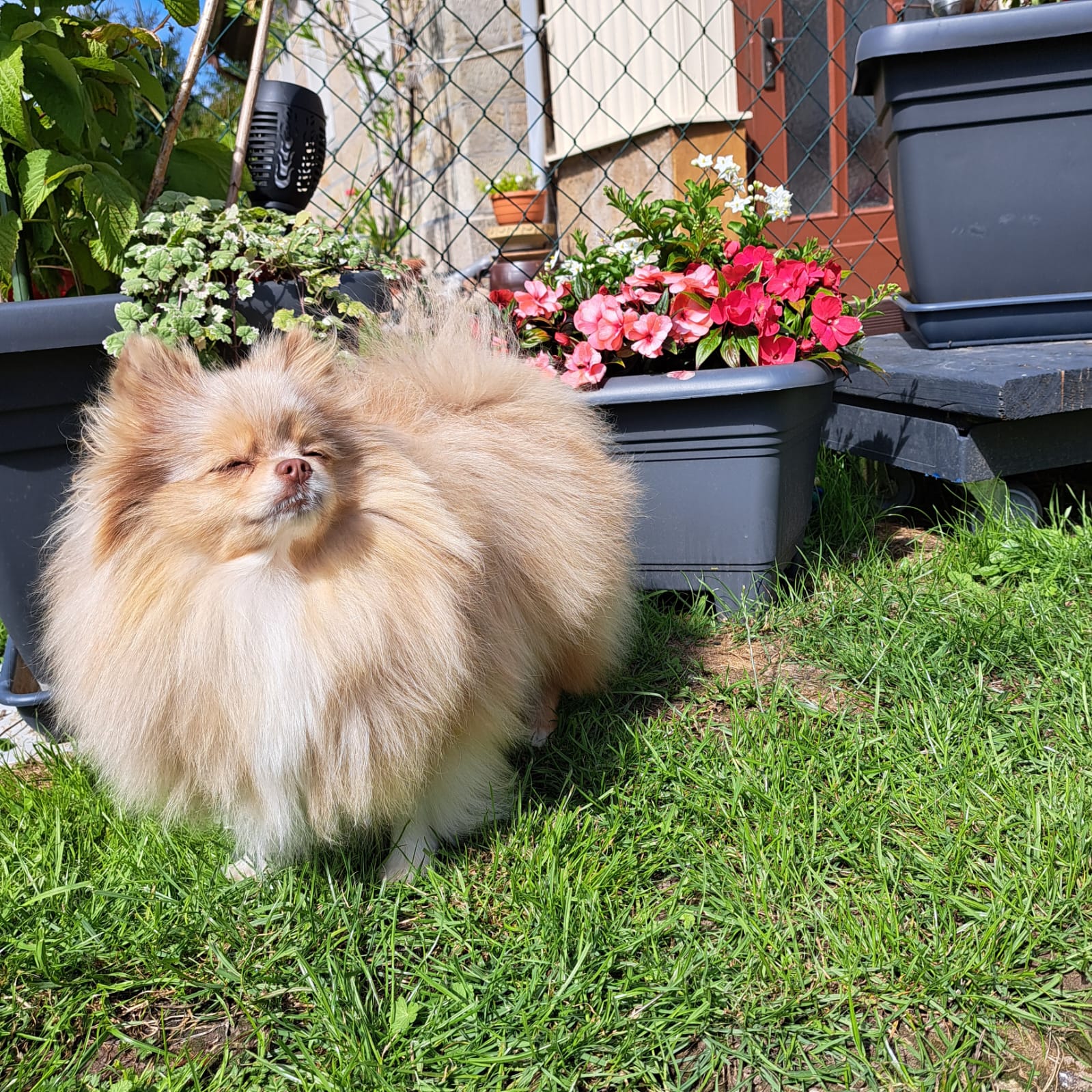 Pomeranianzucht - Hunderasse - Charly