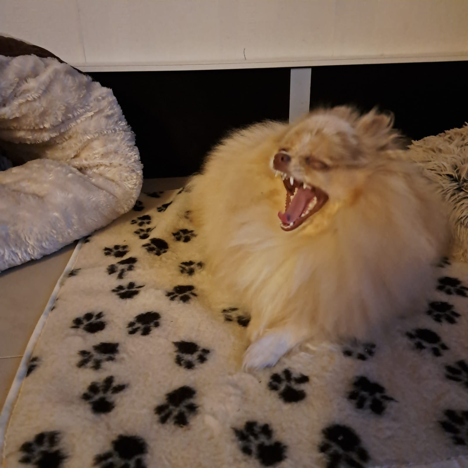 Pomeranianzucht - Hunderasse - Charly