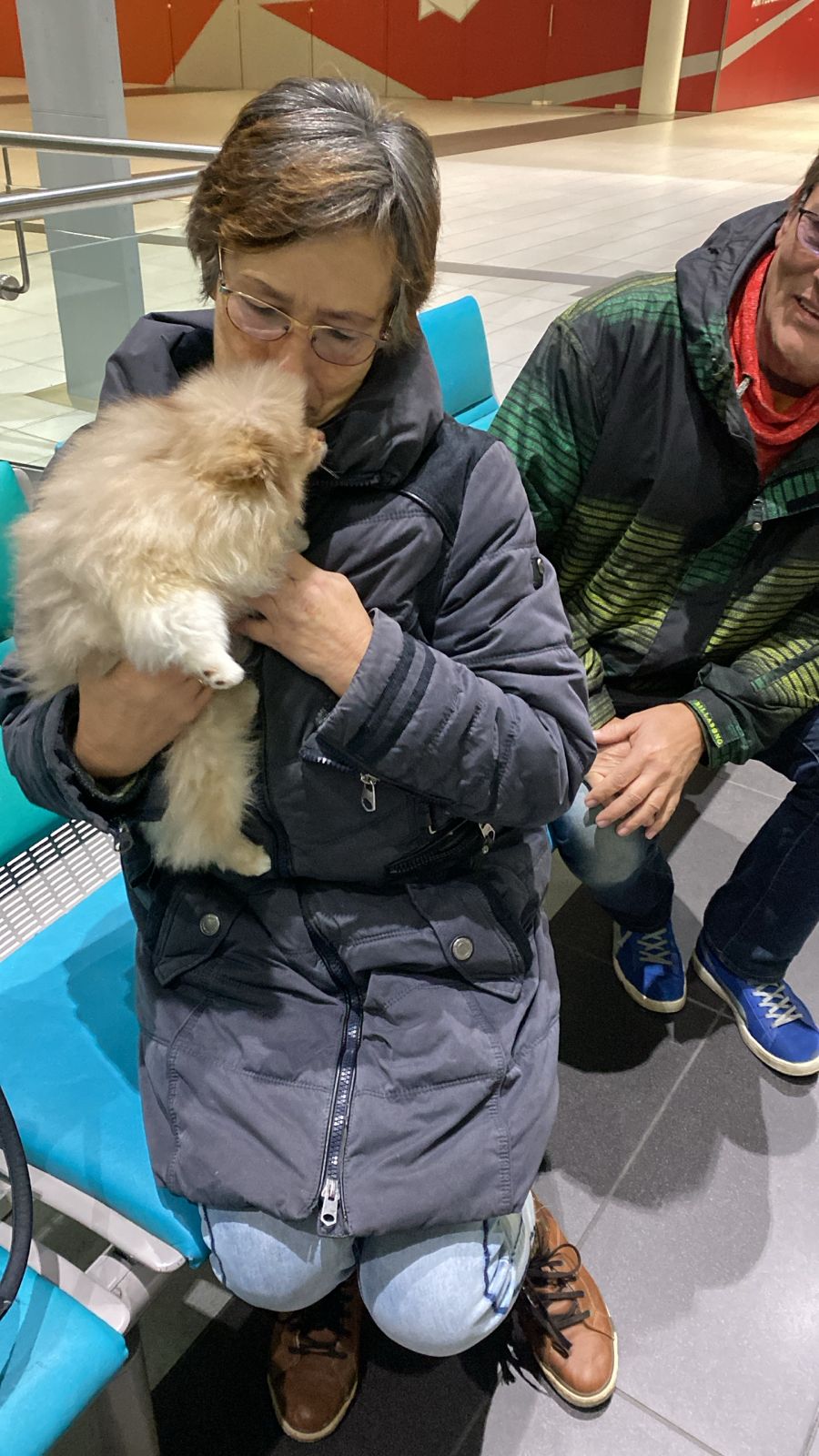 Pomeranianzucht - Hunderasse - Charly