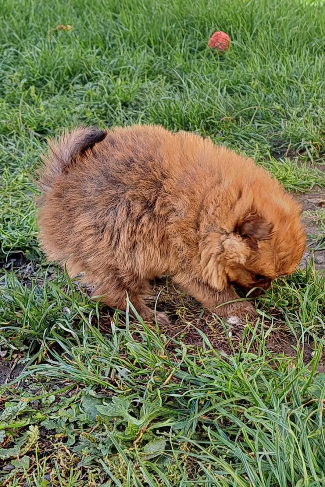 Pomeranianzucht - Hunderasse - Welpen geb. 29.08.2024