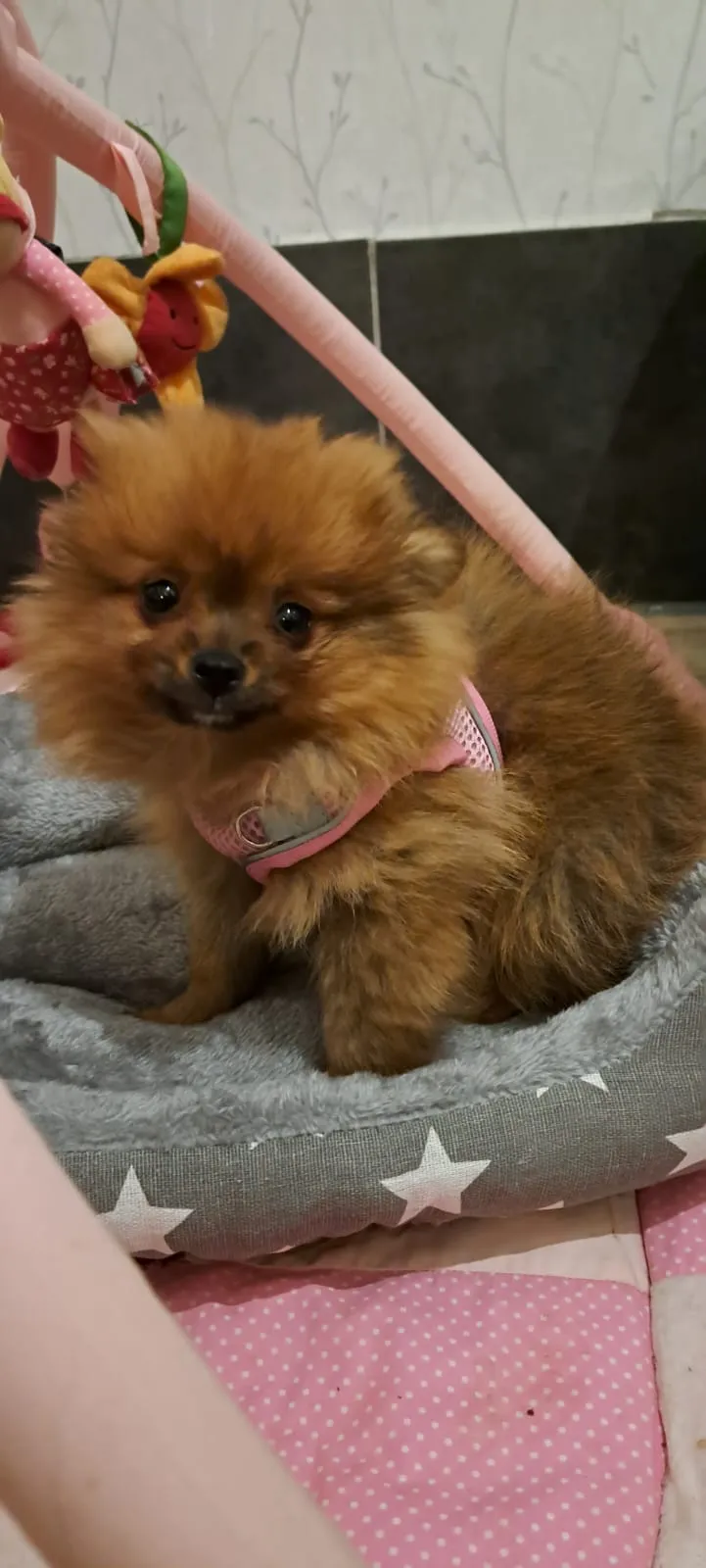 Pomeranianzucht - Hunderasse - Welpen geb. 29.08.2024