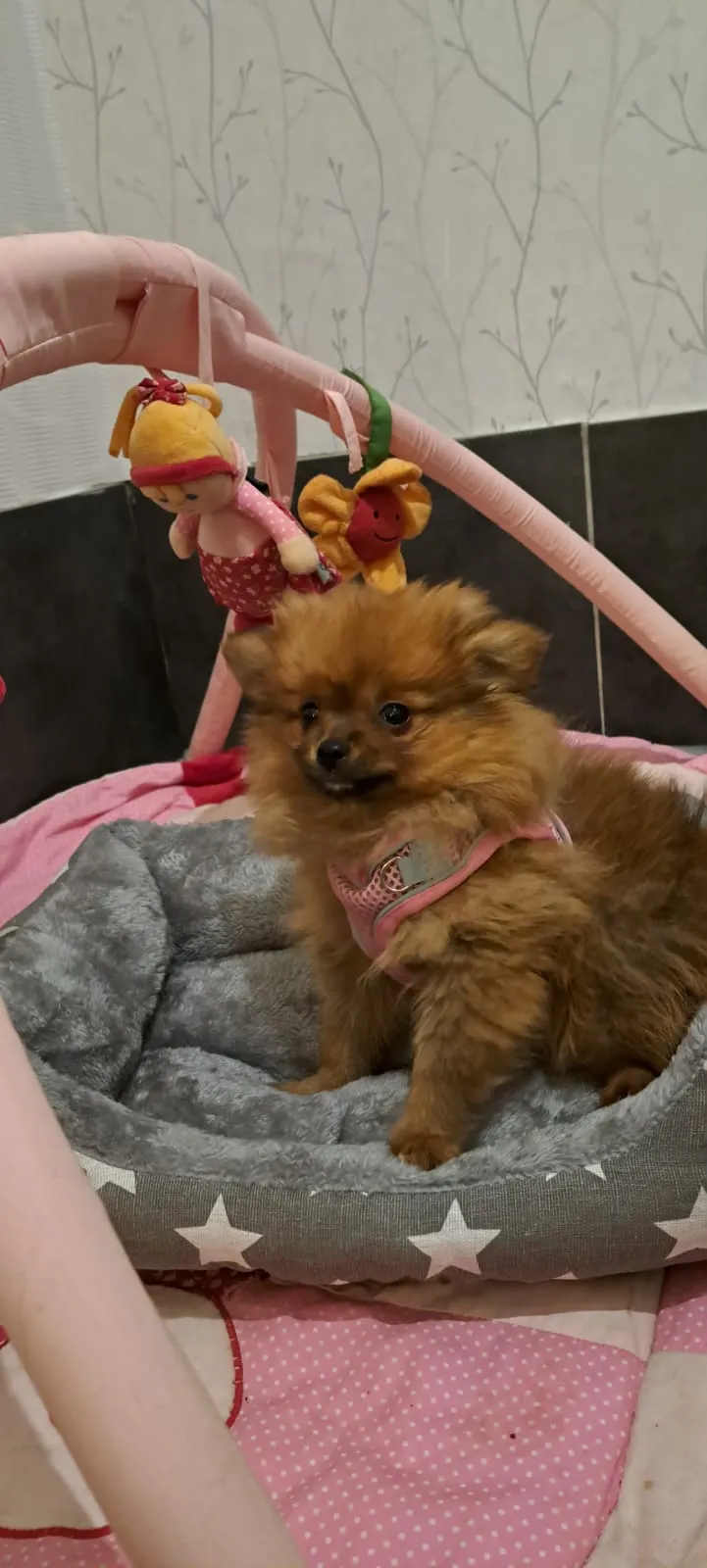 Pomeranianzucht - Hunderasse - Welpen geb. 29.08.2024