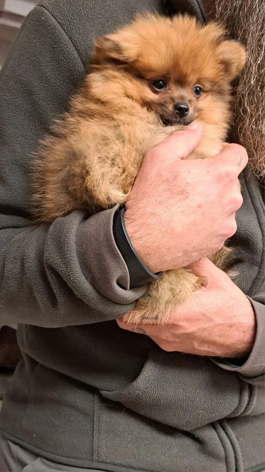 Pomeranianzucht - Hunderasse - Welpen geb. 29.08.2024