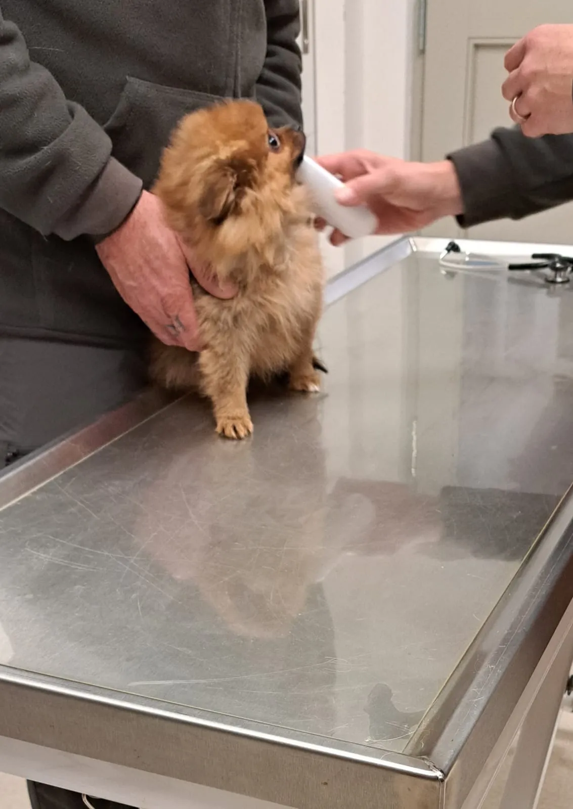 Pomeranianzucht - Hunderasse - Welpen geb. 29.08.2024