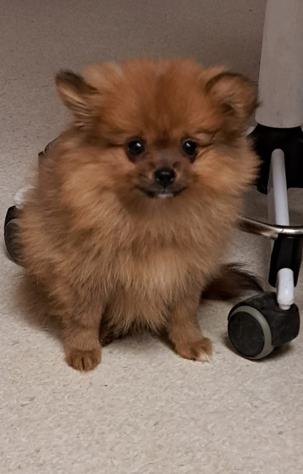 Pomeranianzucht - Hunderasse - Welpen geb. 29.08.2024