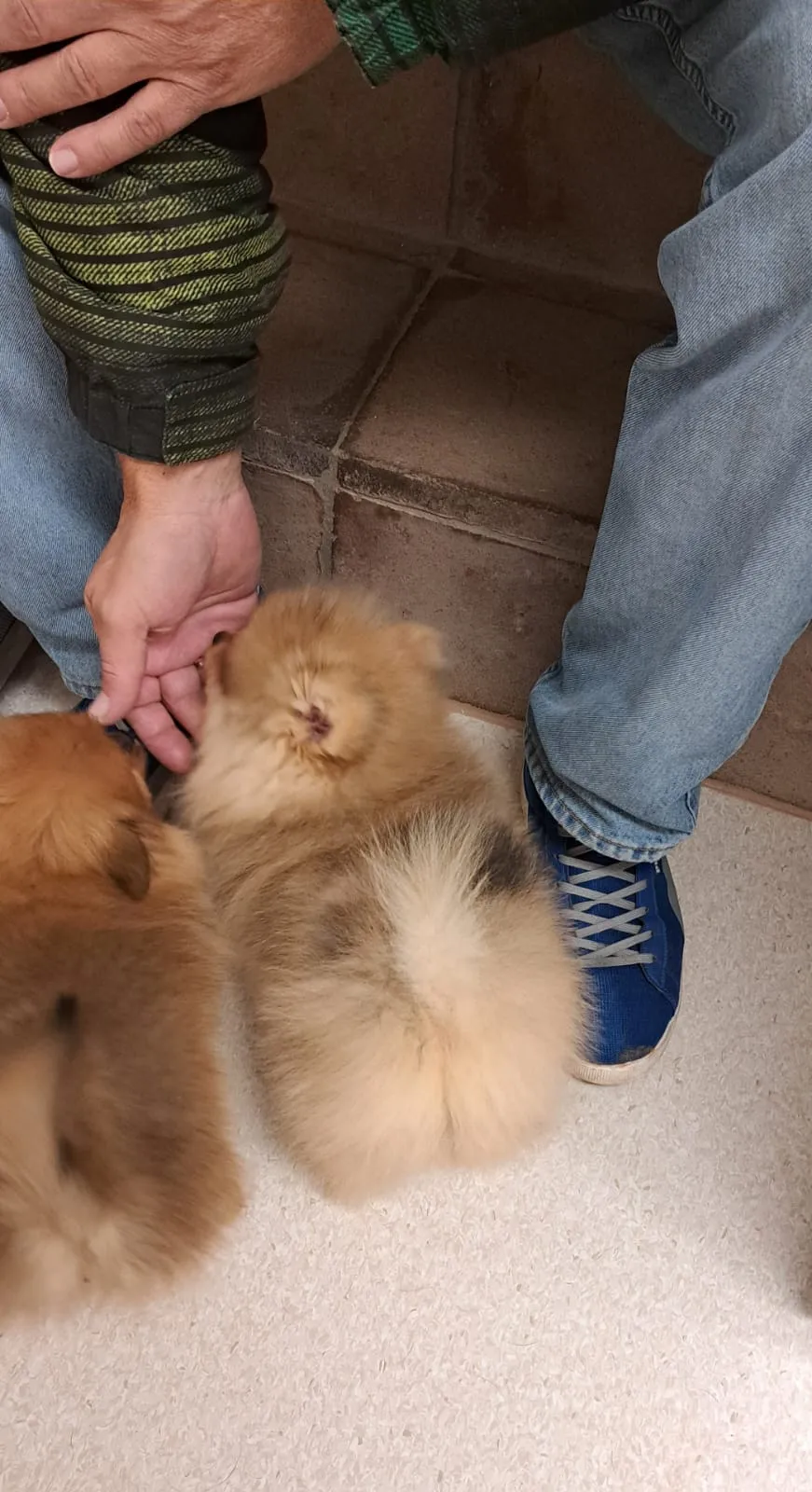 Pomeranianzucht - Hunderasse - Welpen geb. 29.08.2024