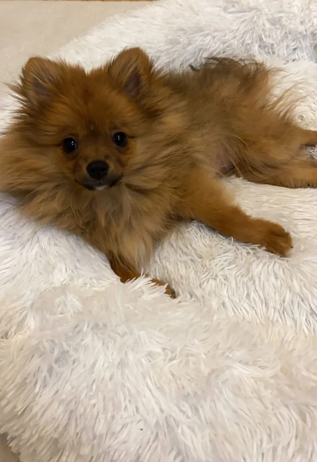 Pomeranianzucht - Hunderasse - Welpen geb. 29.08.2024