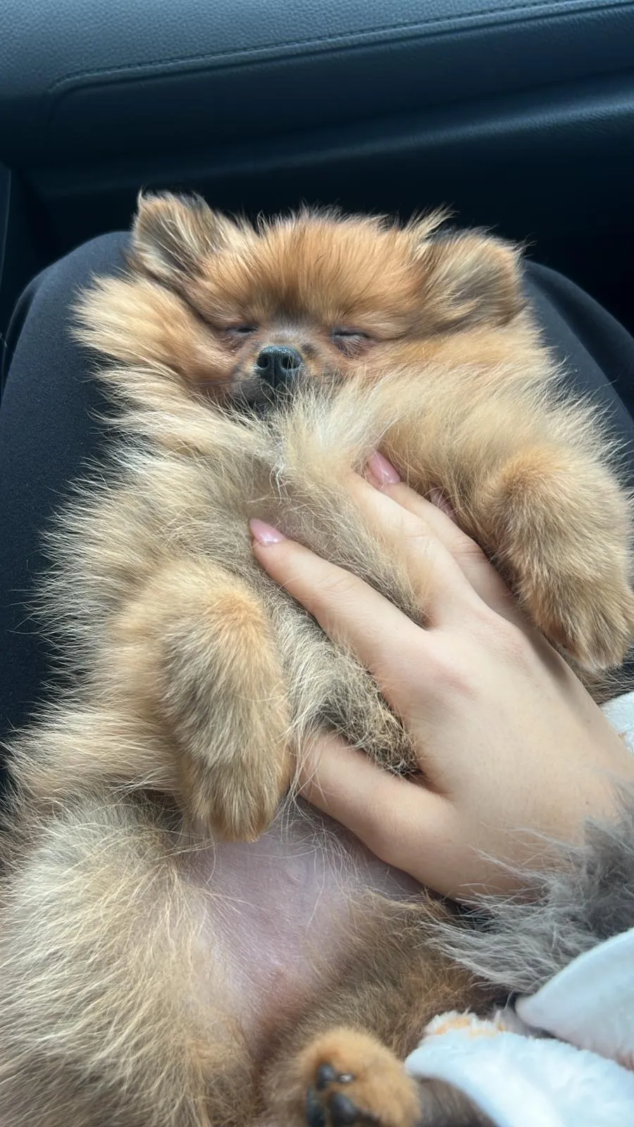 Pomeranianzucht - Hunderasse - Welpen geb. 29.08.2024