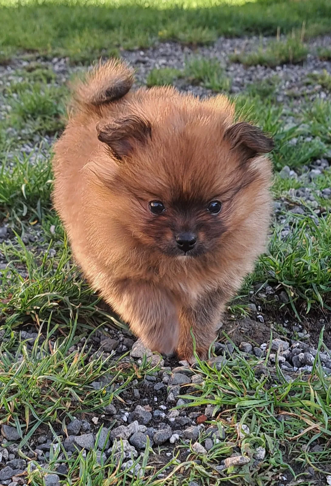 Pomeranianzucht - Hunderasse - Welpen geb. 29.08.2024