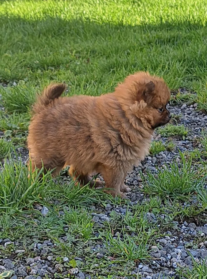 Pomeranianzucht - Hunderasse - Welpen geb. 29.08.2024