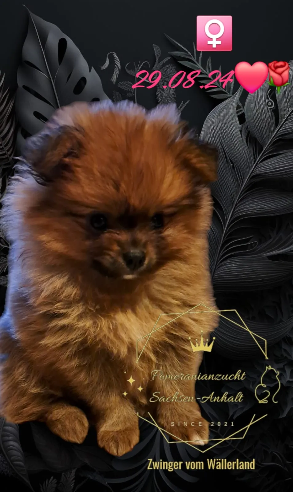 Pomeranianzucht - Hunderasse - Welpen geb. 29.08.2024