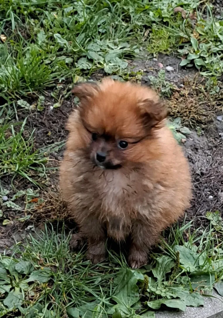 Pomeranianzucht - Hunderasse - Welpen geb. 29.08.2024