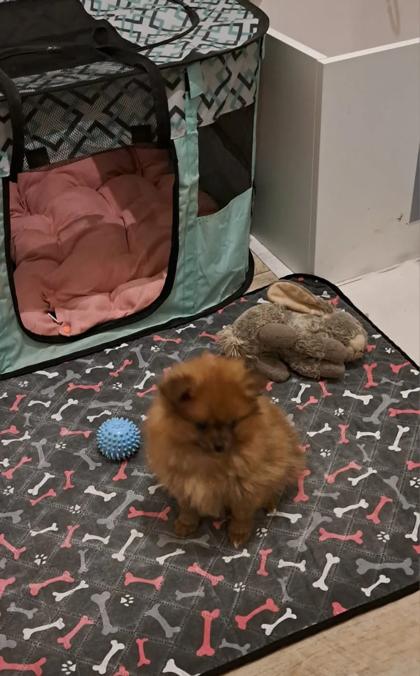 Pomeranianzucht - Hunderasse - Welpen geb. 29.08.2024