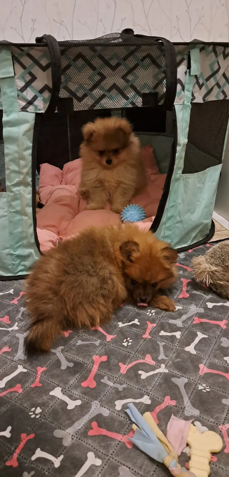 Pomeranianzucht - Hunderasse - Welpen geb. 29.08.2024