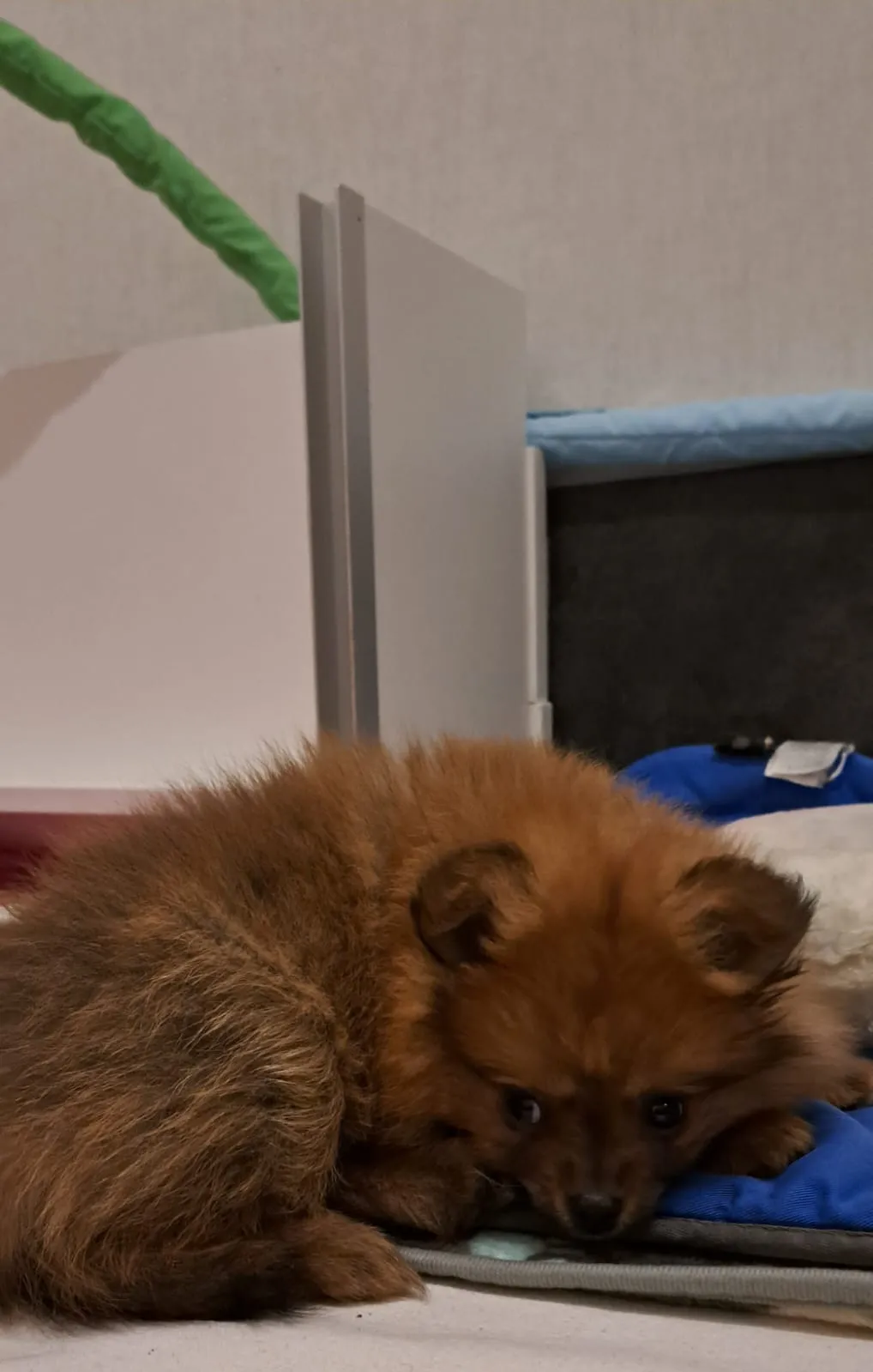 Pomeranianzucht - Hunderasse - Welpen geb. 29.08.2024