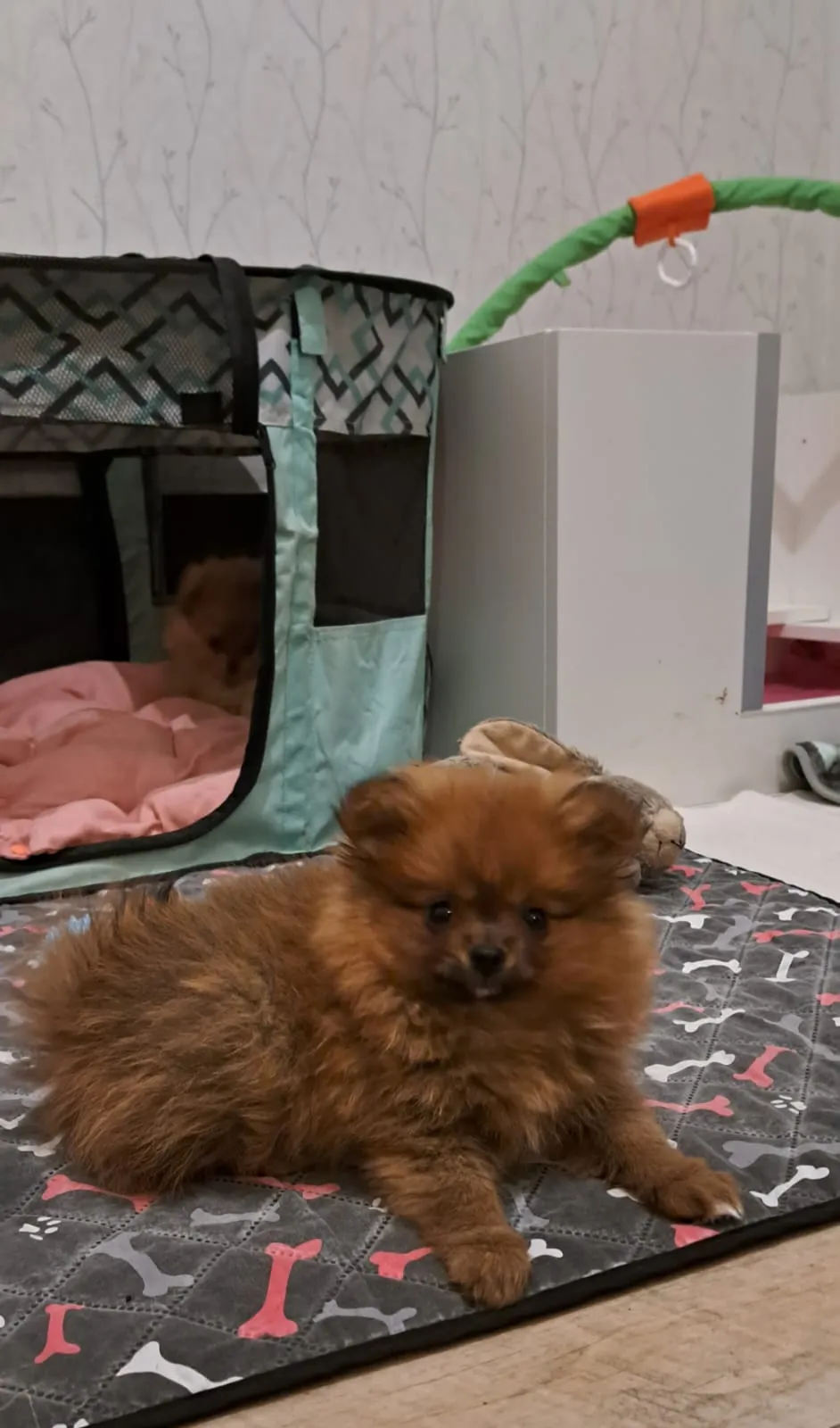 Pomeranianzucht - Hunderasse - Welpen geb. 29.08.2024