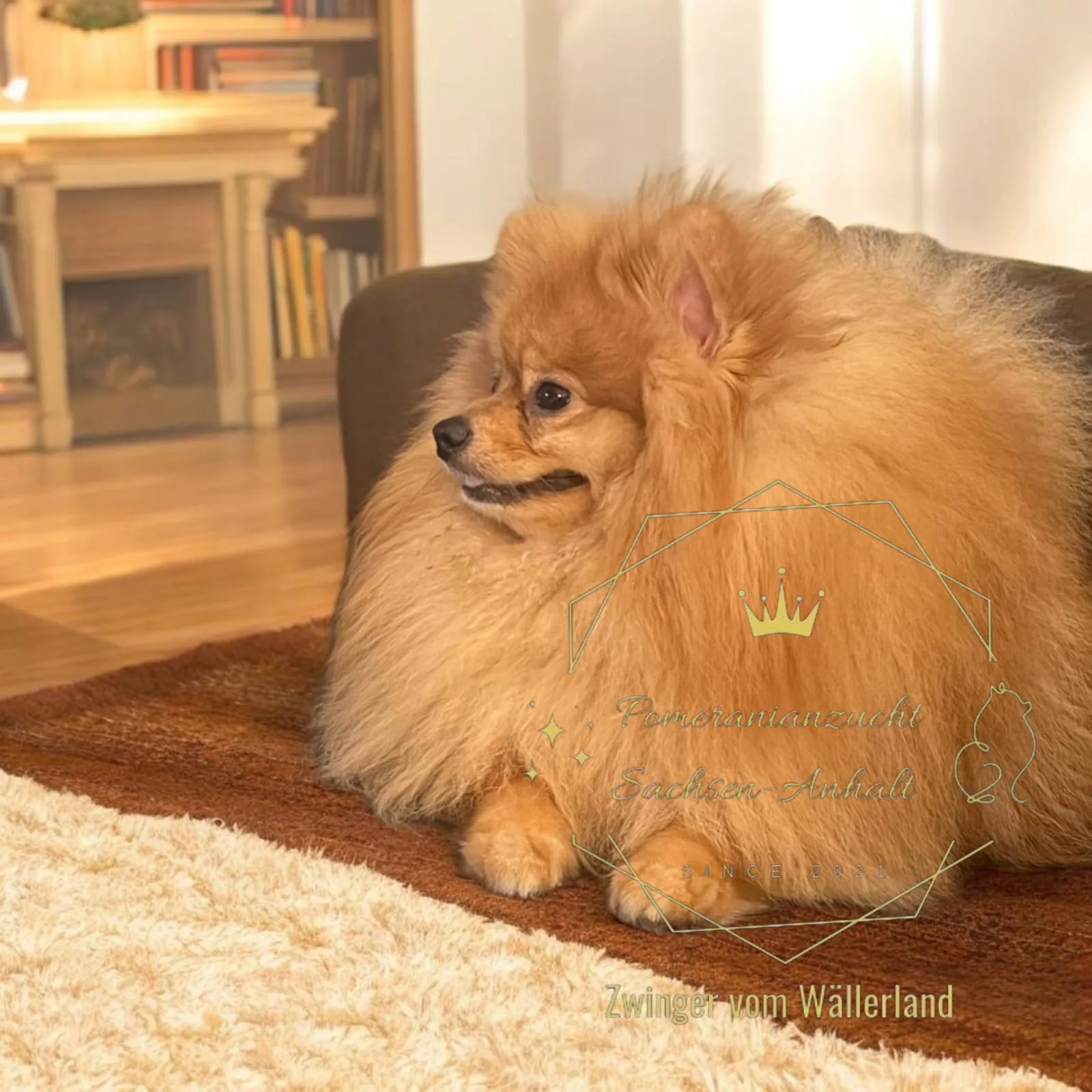 Pomeranianzucht - Hunderasse - Welpen geb. 01.09.2024
