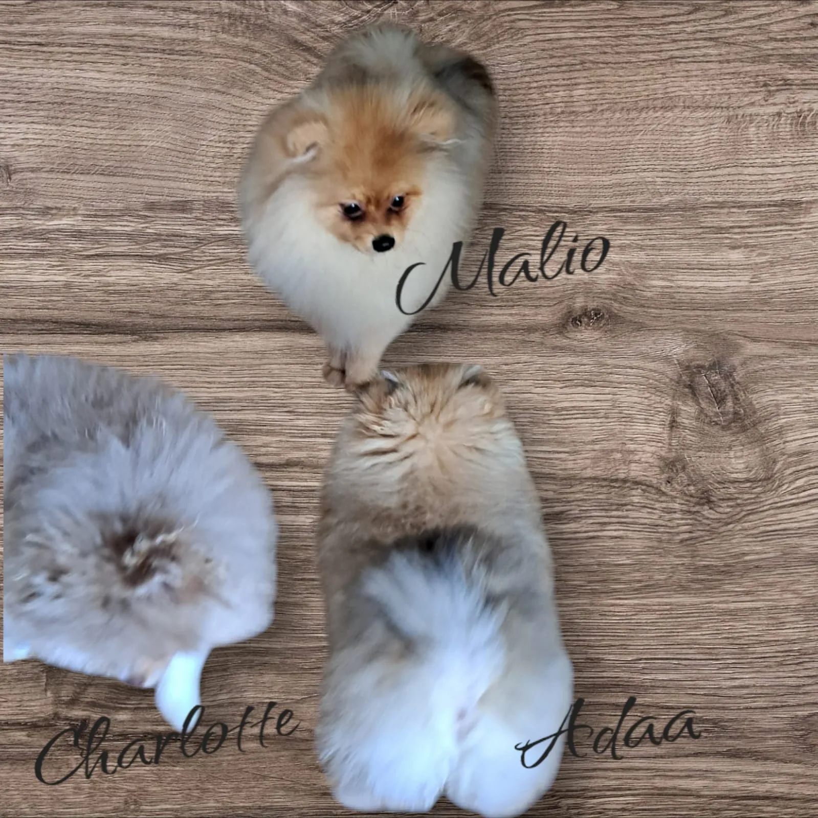 Pomeranianzucht - Hunderasse - Welpen geb. 01.09.2024