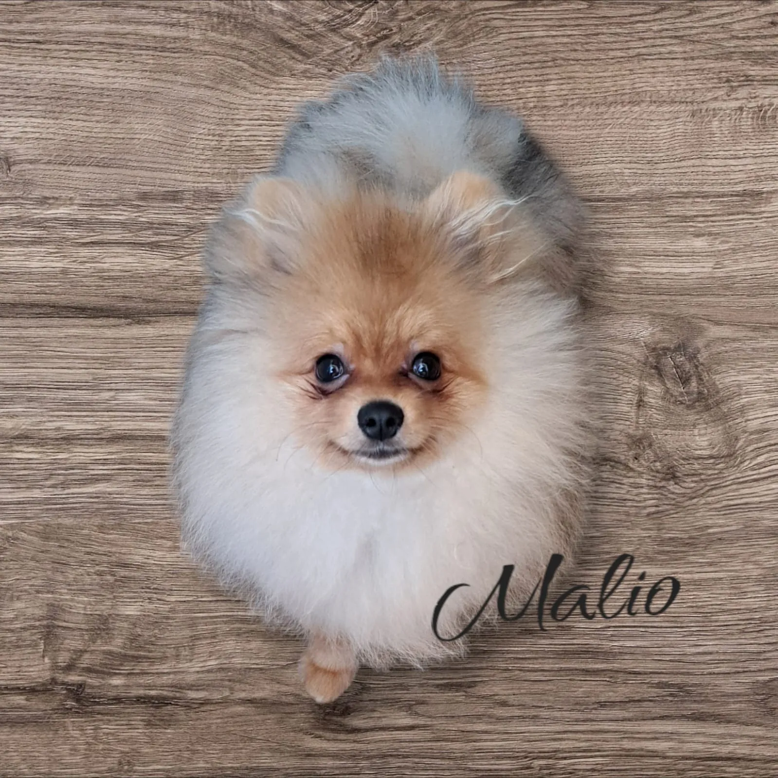 Pomeranianzucht - Hunderasse - Welpen geb. 01.09.2024