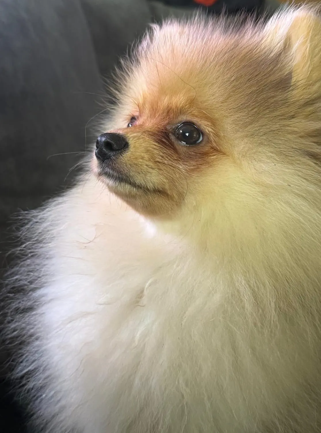 Pomeranianzucht - Hunderasse - Welpen geb. 01.09.2024