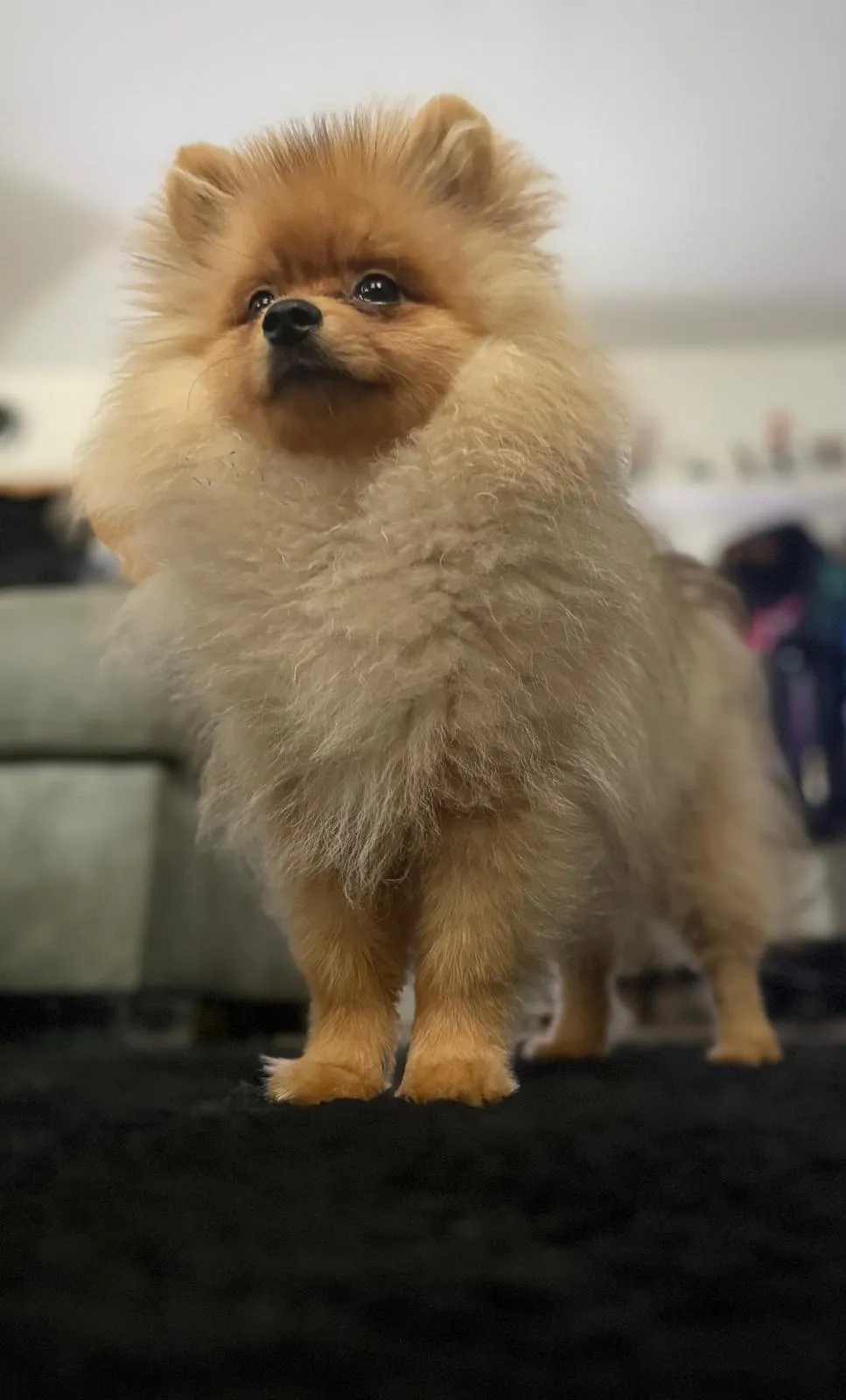 Pomeranianzucht - Hunderasse - Welpen geb. 01.09.2024