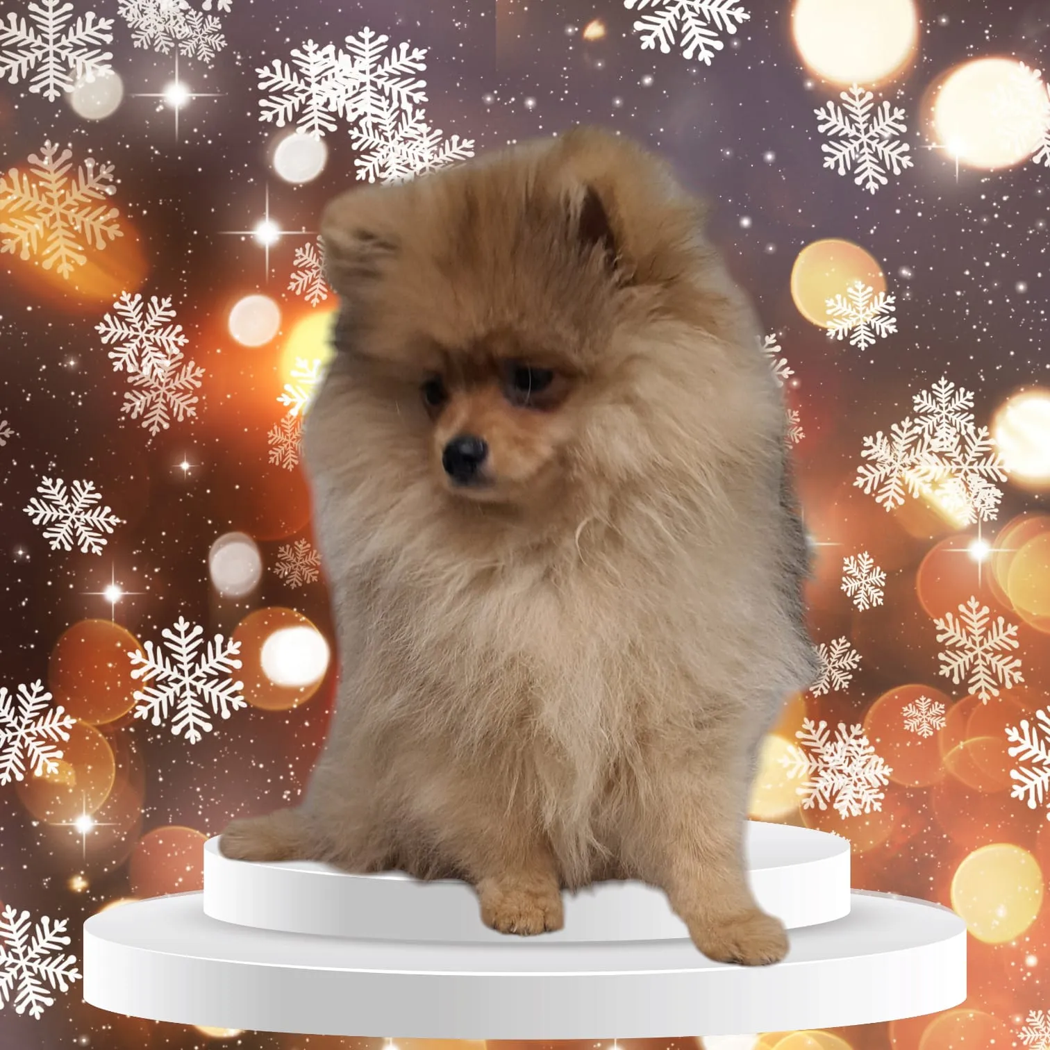 Pomeranianzucht - Hunderasse - Welpen geb. 01.09.2024