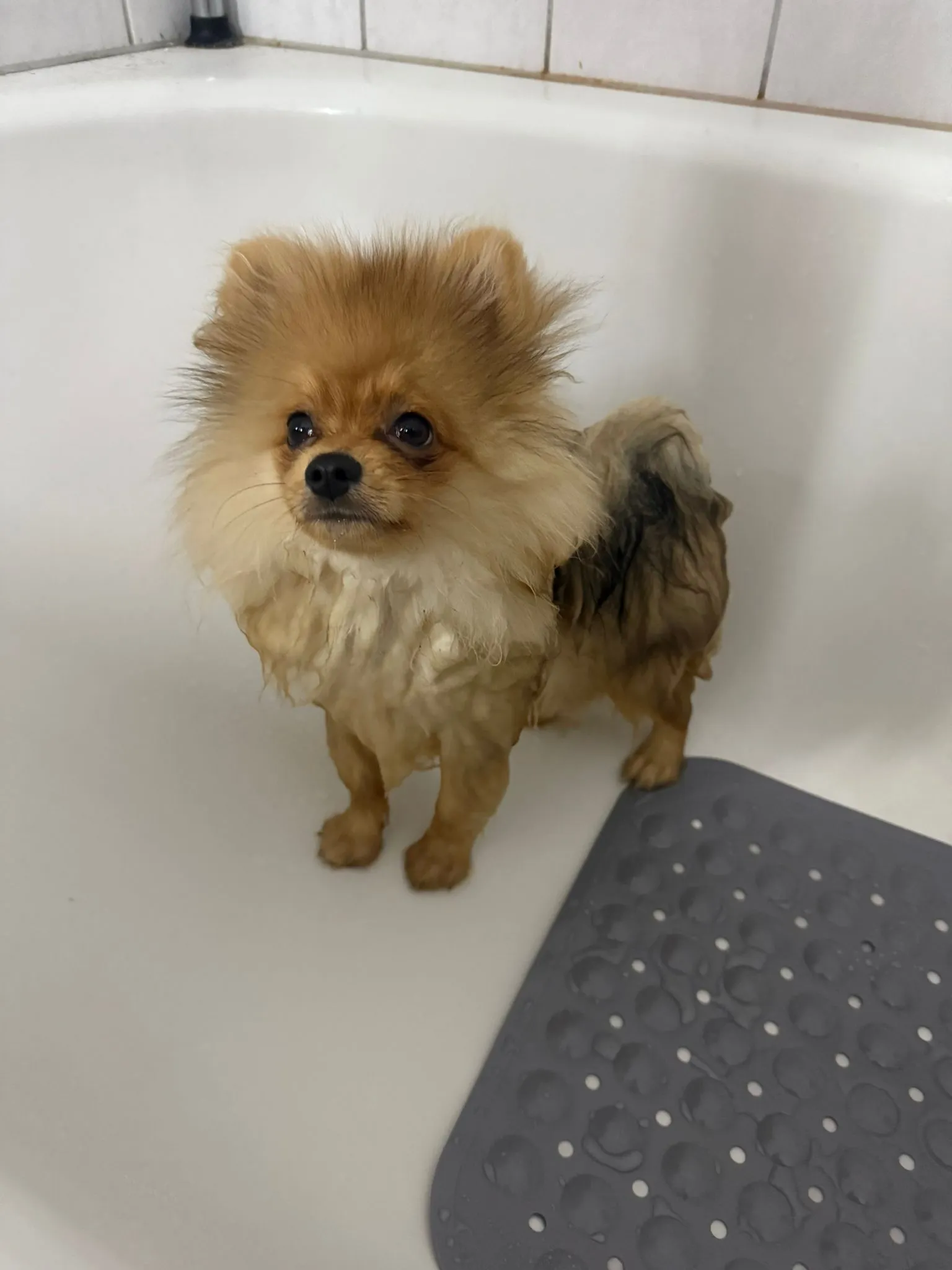 Pomeranianzucht - Hunderasse - Welpen geb. 01.09.2024