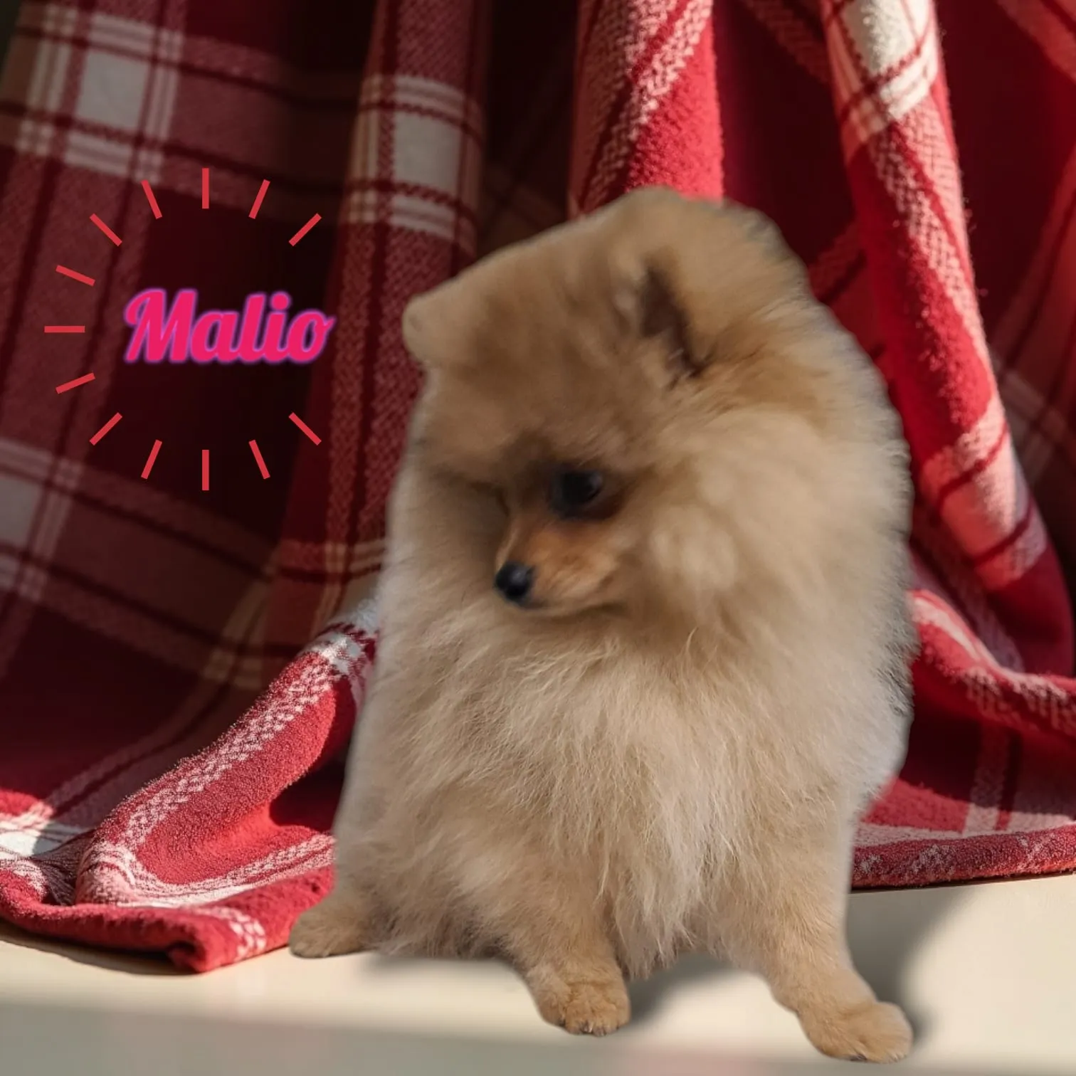 Pomeranianzucht - Hunderasse - Welpen geb. 01.09.2024