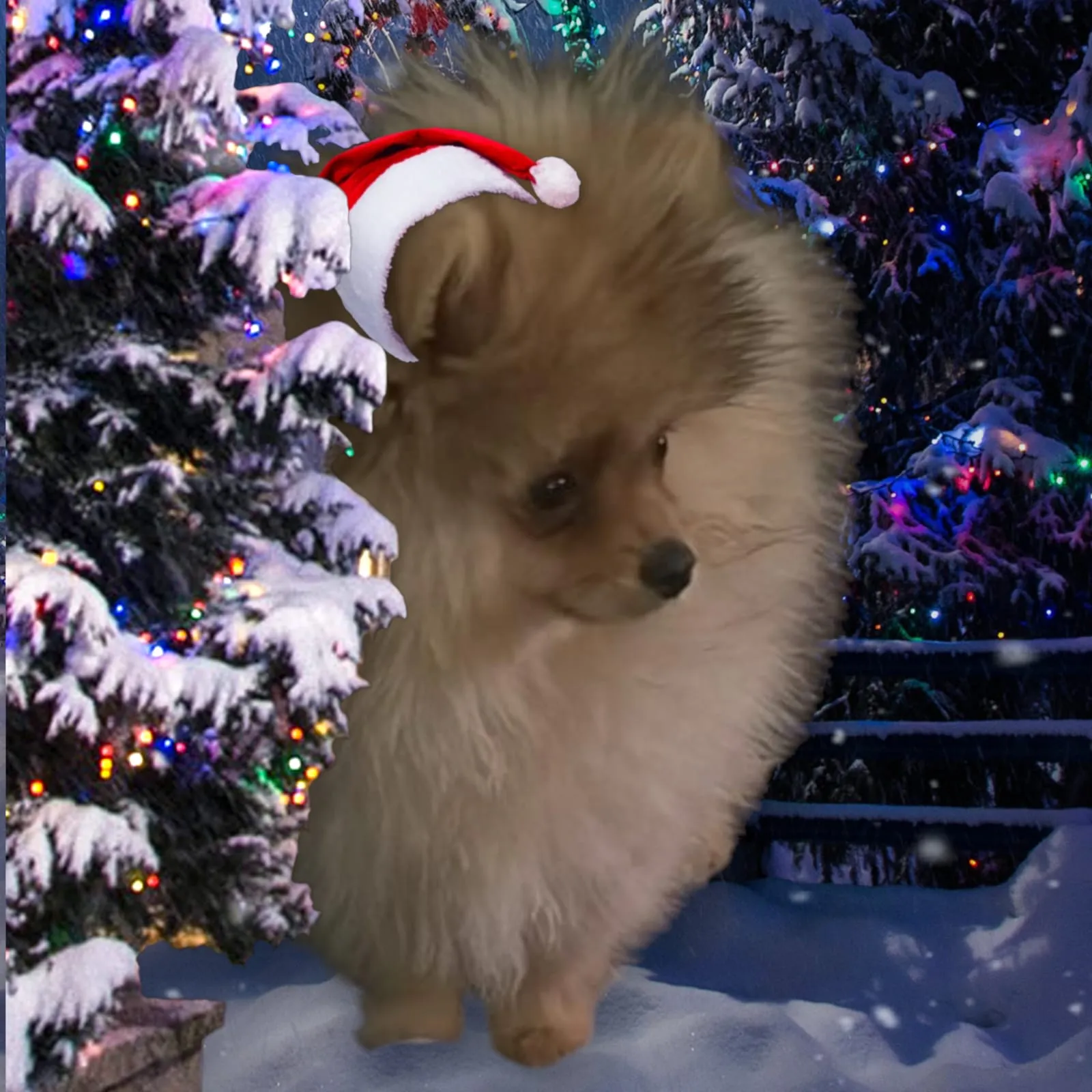 Pomeranianzucht - Hunderasse - Welpen geb. 01.09.2024