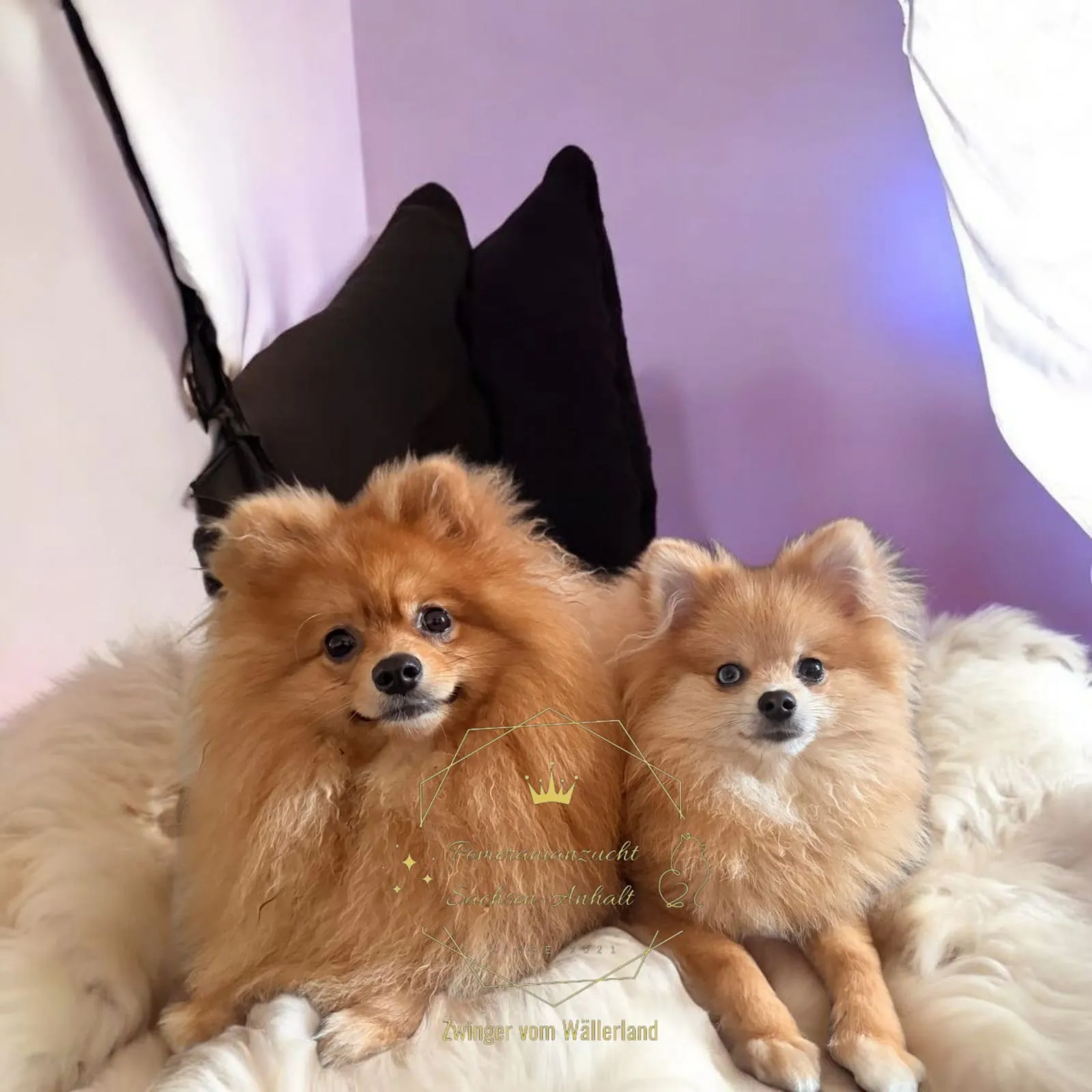 Pomeranianzucht - Hunderasse - Welpen geb. 01.09.2024