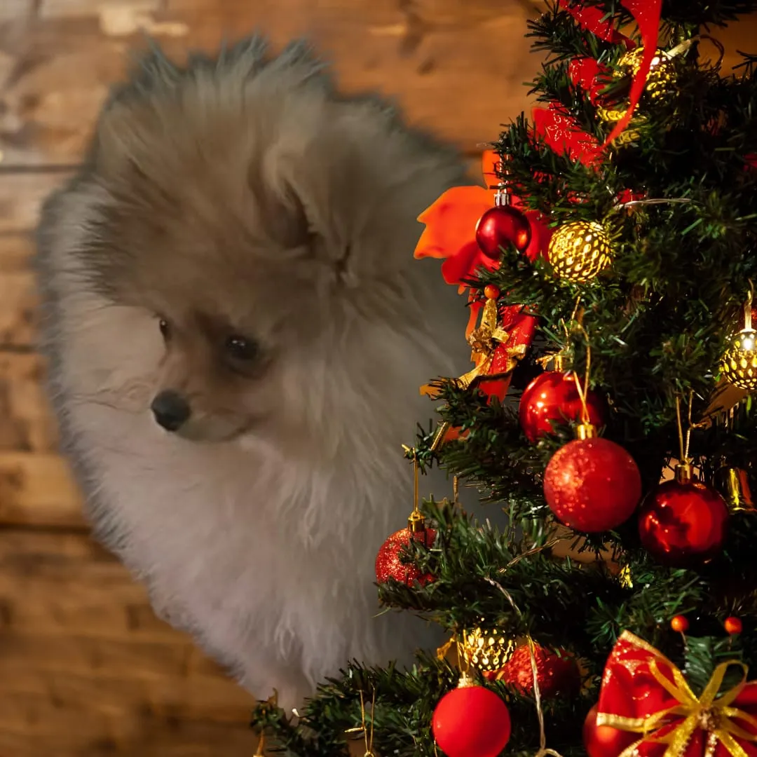 Pomeranianzucht - Hunderasse - Welpen geb. 01.09.2024