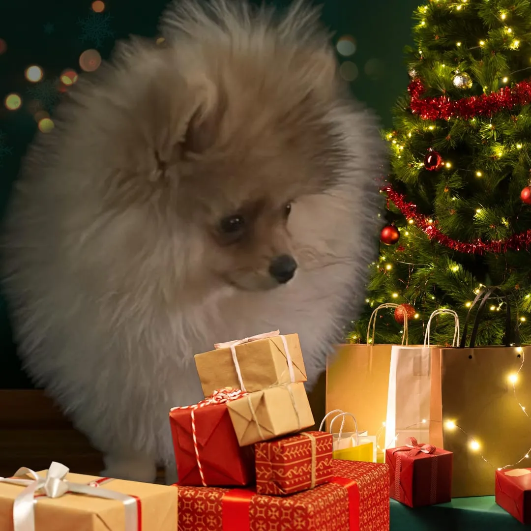 Pomeranianzucht - Hunderasse - Welpen geb. 01.09.2024