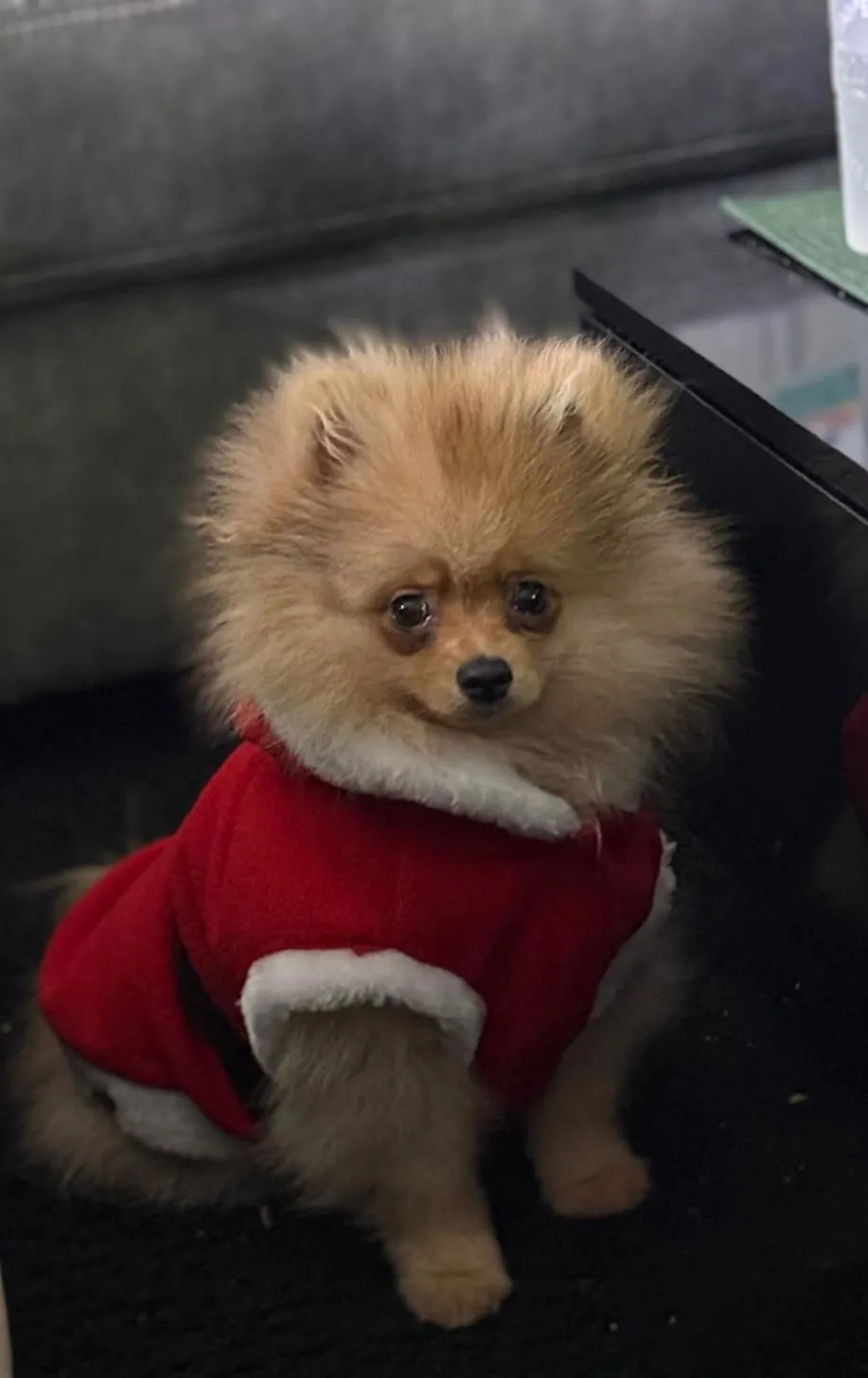 Pomeranianzucht - Hunderasse - Welpen geb. 01.09.2024